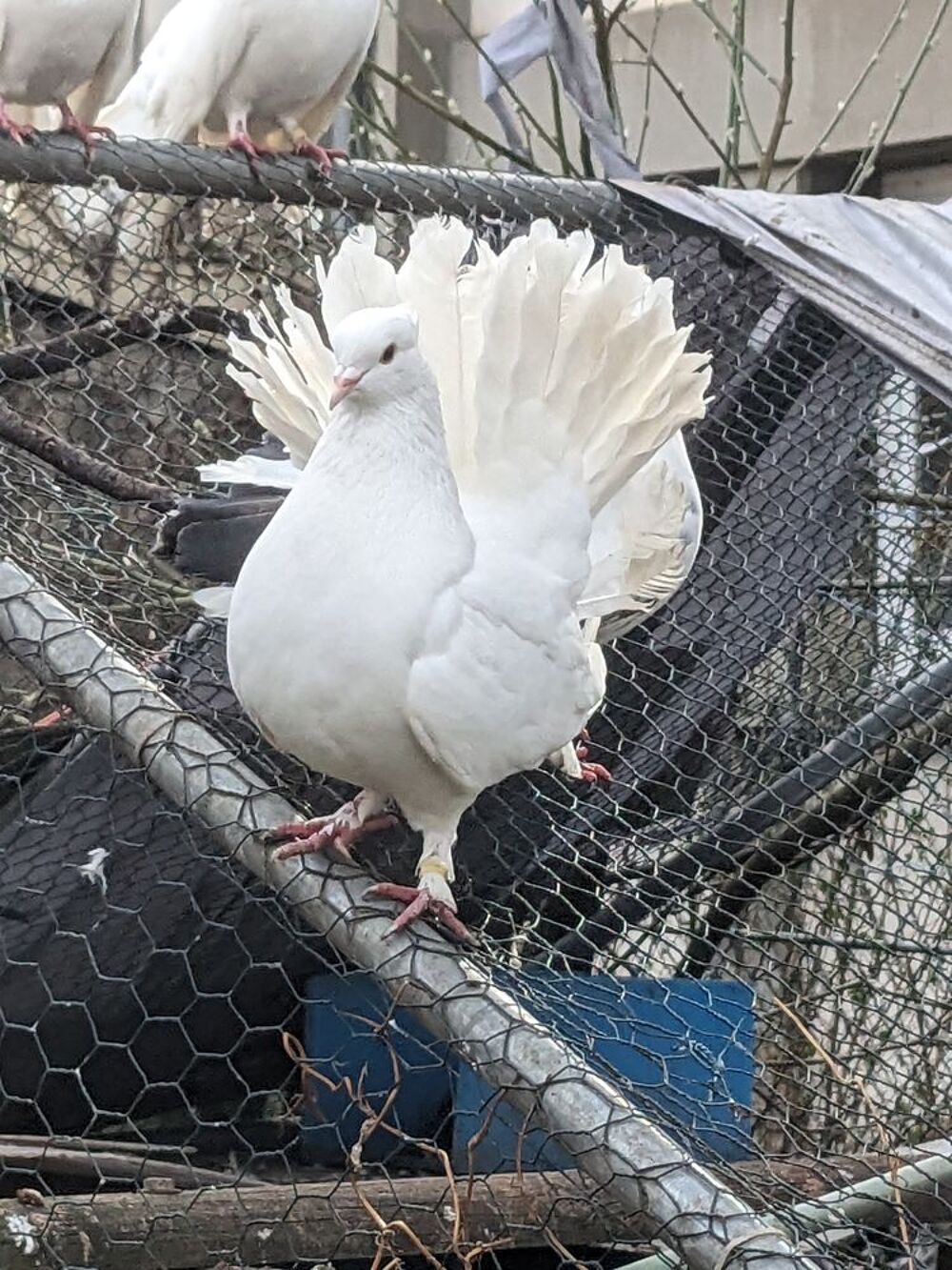   Pigeons Paons - Seul ou en couple 
