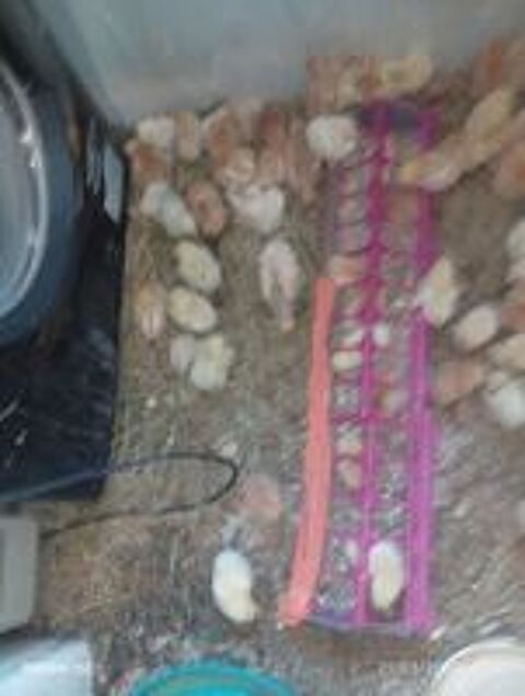  Donne des poussins futur poules pondeuses rousse et blanche  