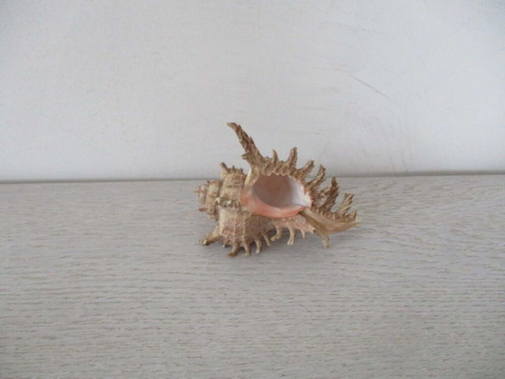 coquillage 