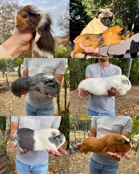 Cochon d'Inde G&eacute;ant (Cuy) 50 82400 Golfech