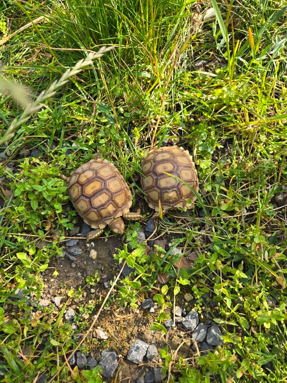  Tortue sulcata 