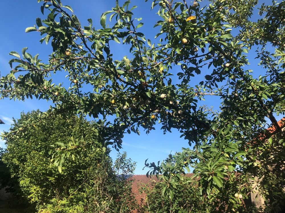 Mirabelles &agrave; cueillir Jardin