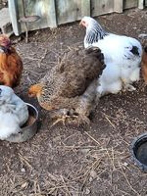   Poule brahma  