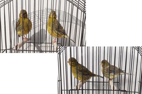 Canaris Fife fancy Femelles 20 62530 Hersin-coupigny