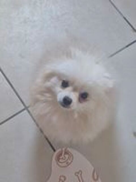   Spitz nain  