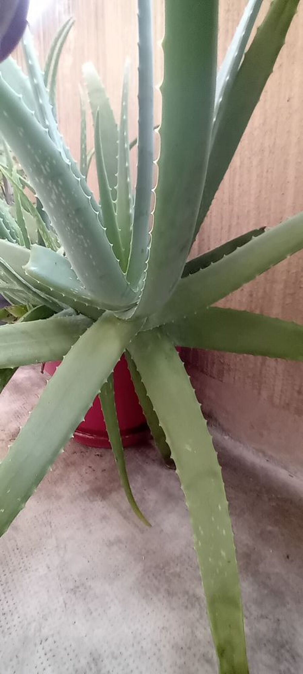 magnifique aloe v&eacute;ra de fuerteventura Jardin
