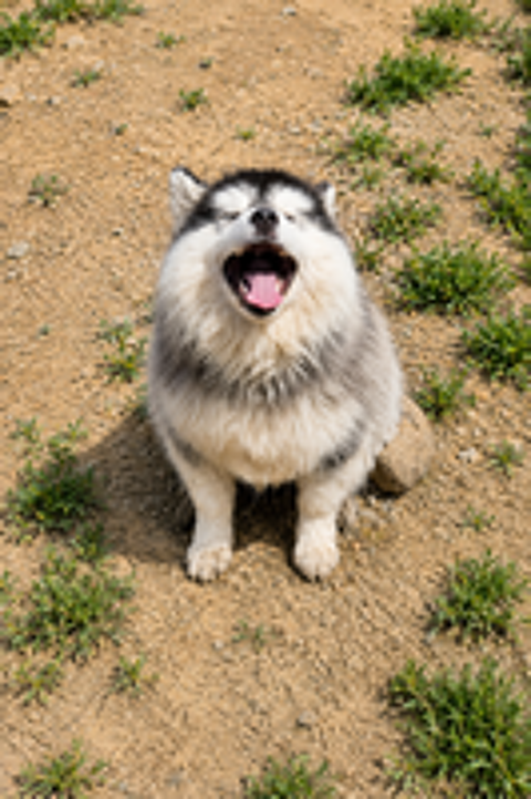   BONBECK ? Femelle Pomsky F3 