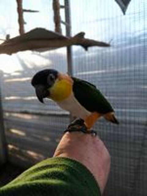   Caique tête noire  