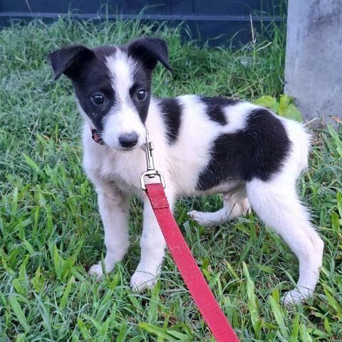 ✨️ TANIN ✨️ 🐶 290 93500 Pantin