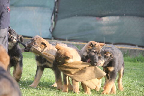 Berger allemand 300 31800 Miramont-de-comminges