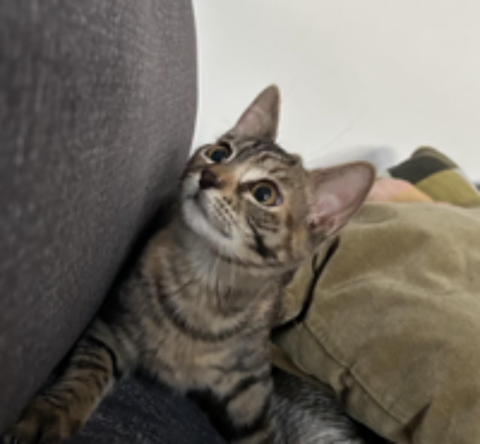   BARBALALA 