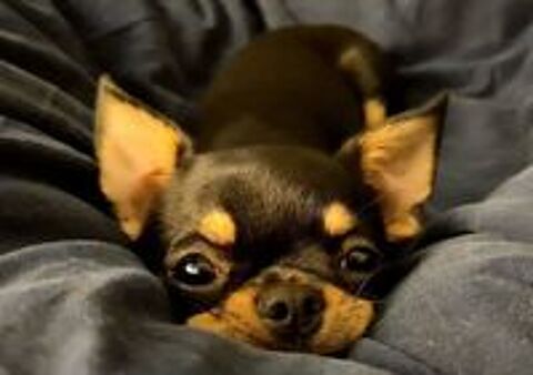   Ulysse, magnifique Chihuahua LOF noir et feu à poil court 