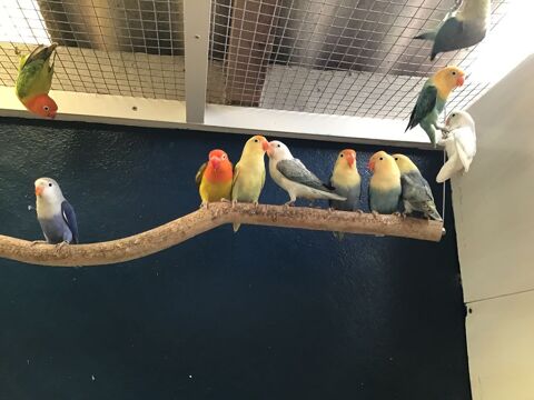 Ins&eacute;parables fischers. 35 29400 Loc-eguiner