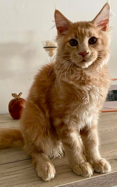 Chaton Maine Coon LOOF 900 59163 Condé-sur-l'escaut