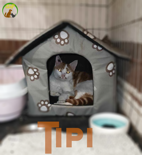 Tipi 24 mois à l'adoption 80 34420 Villeneuve-ls-bziers