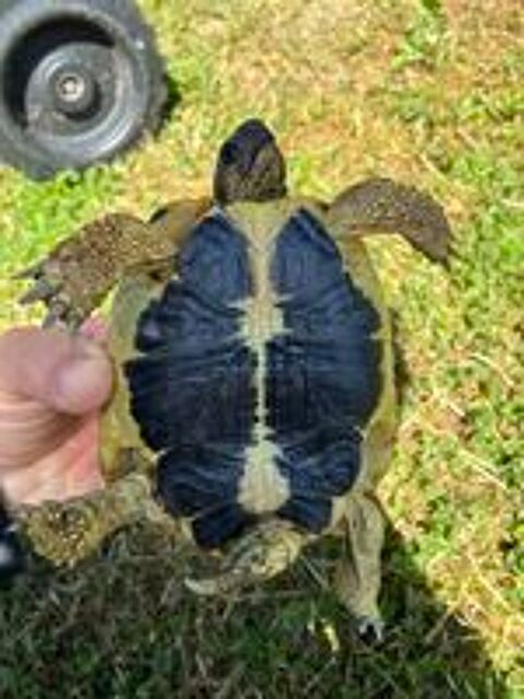   Tortue de terre  