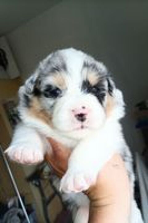   chiots bergers australiens Lof  