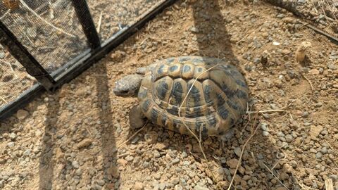 tortue mle 11330 Villerouge-termens