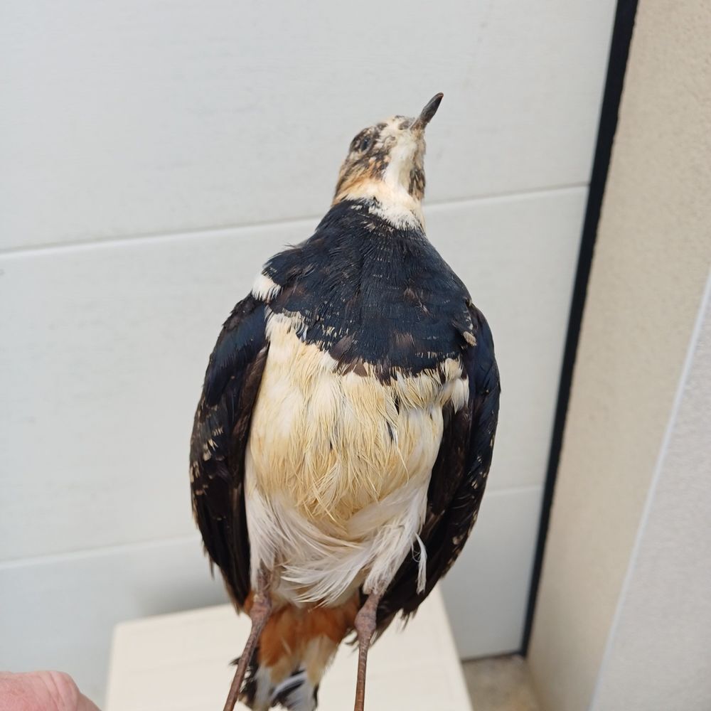 taxidermie ampaille vanneau huppe Décoration