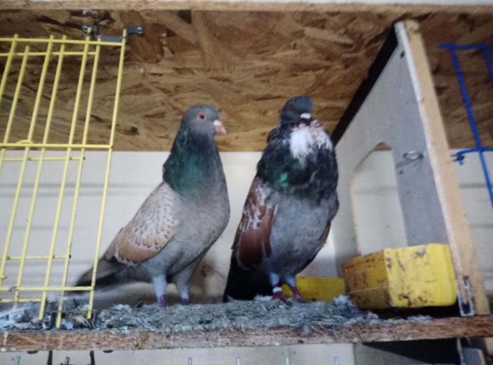   A rserver pigeons cauchois 
Et sottobanca  