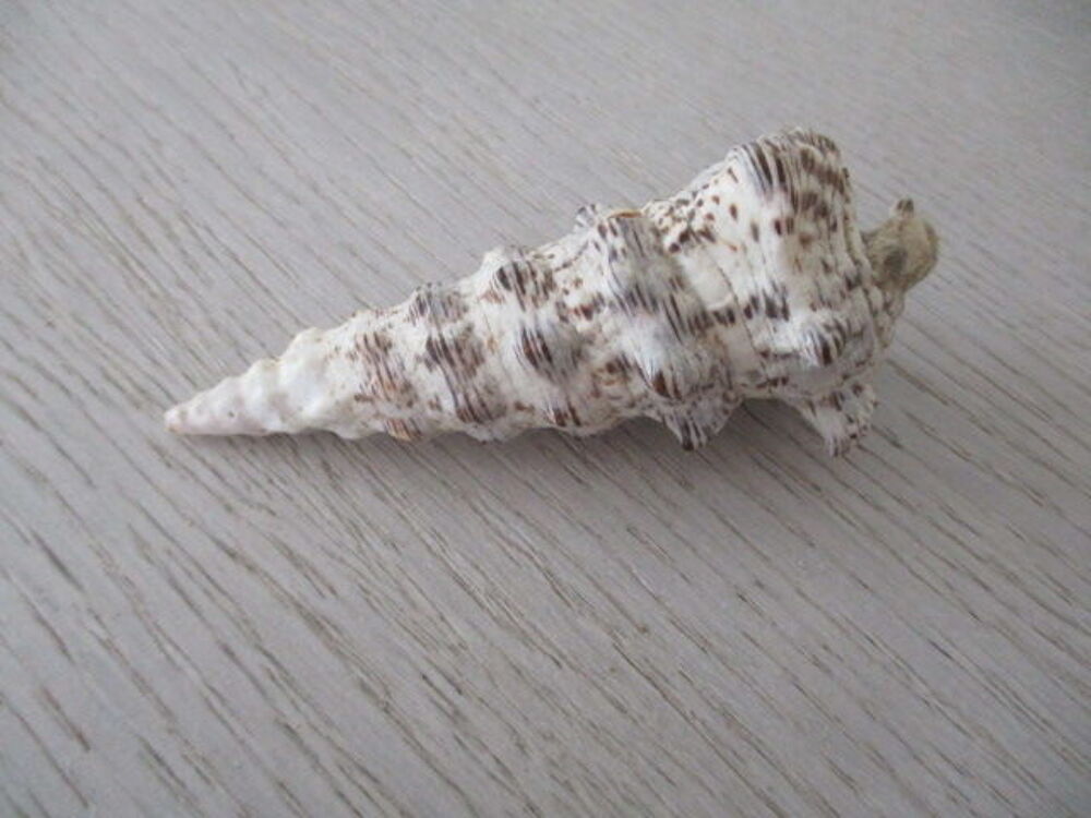 coquillage 