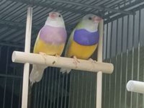   different couple de diamand de gould , 