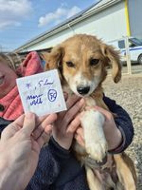   Charlen à l'adoption 