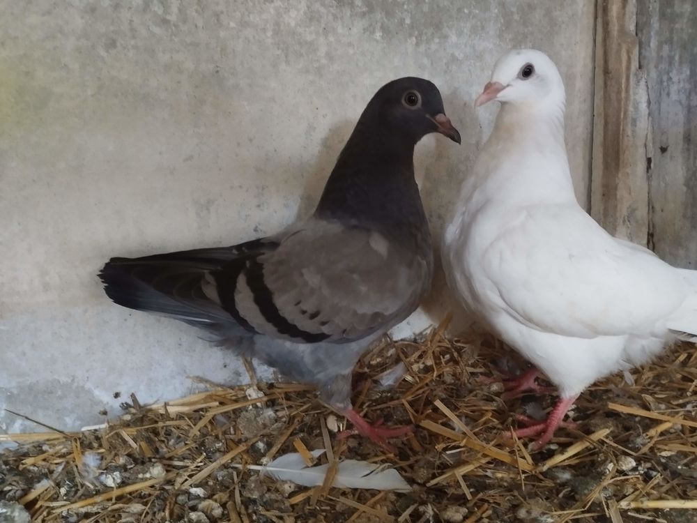    Pigeon 