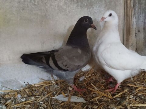  Pigeon 15 37530 Saint-ouen-les-vignes