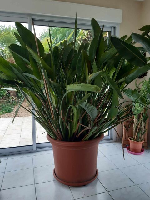 Strelitzia - Trs grande plante d'intrieur 400 Saumur (49)
