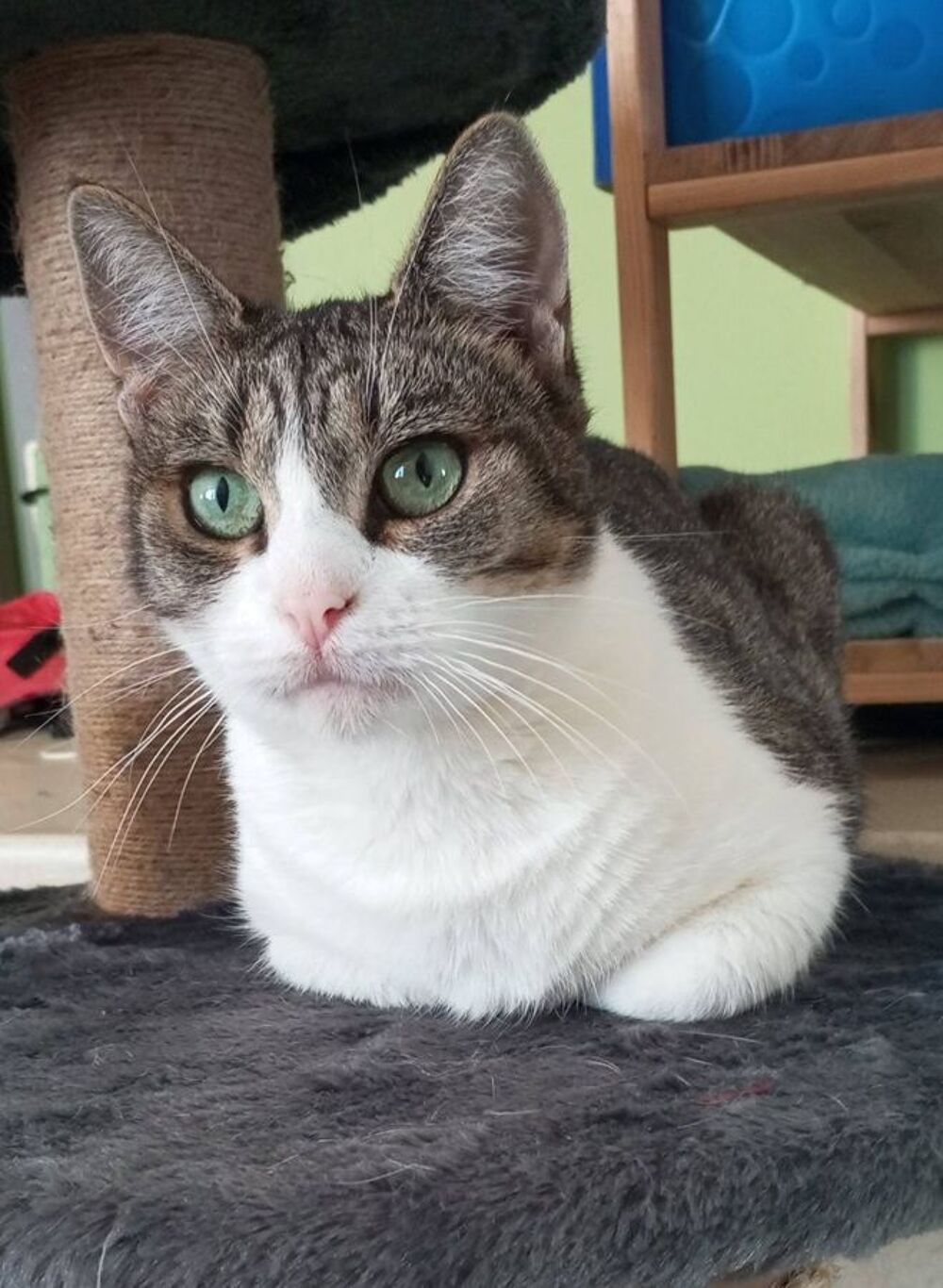   LOUANA, jolie chatte grise et blanche à adopter via l'association UMA  