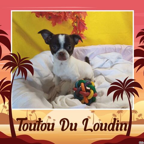 Chiot Chihuahua poils courts 500 18140 Prcy