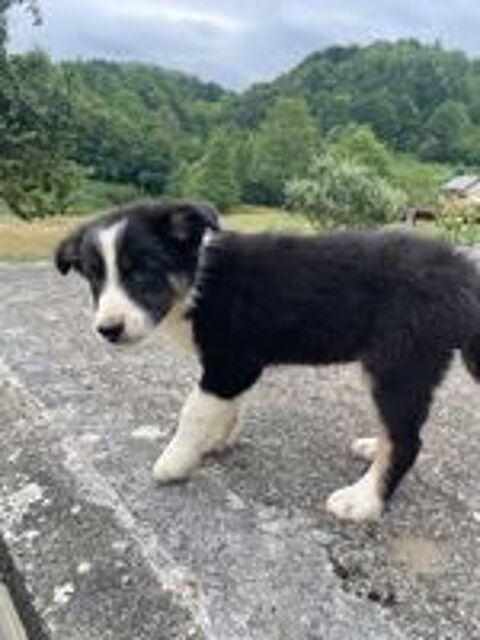   Chiots border collie 
