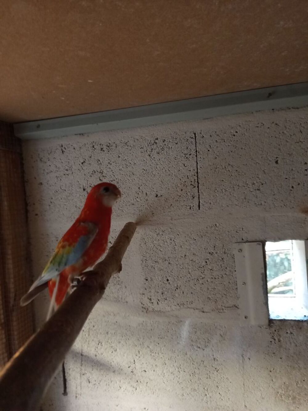   Oiseaux omnicolore  