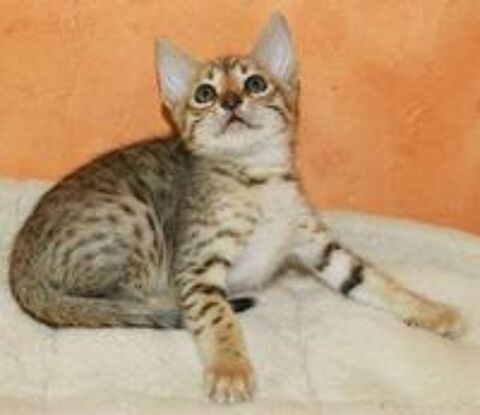   CHATON SAVANNAH LOOF 