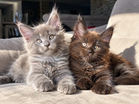   2 Maine Coon mâles LOOF,bleu et noir,lignées titrées 