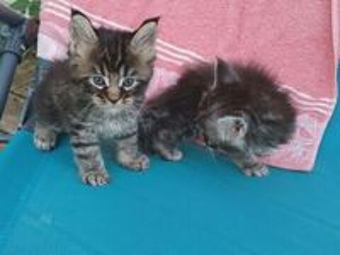   Chaton Maine coon 