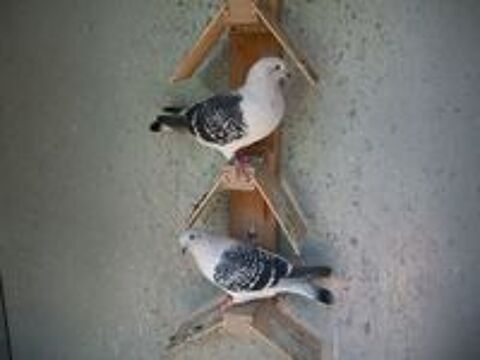   Pigeons satin caill pattes lisses 