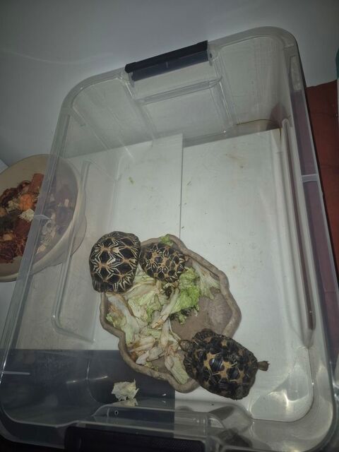 Tortue de terre 400 77430 Champagne-sur-seine