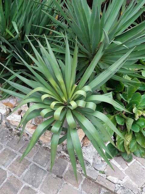 plante exotique extrieure yucca 50 Chanteloup-en-Brie (77)