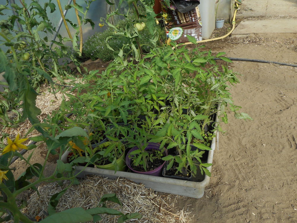 L&eacute;gumes :plants de tomates Jardin
