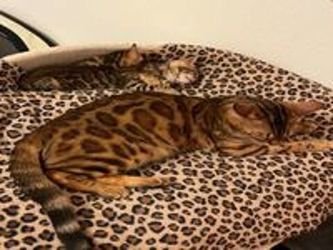   : chaton Bengal 