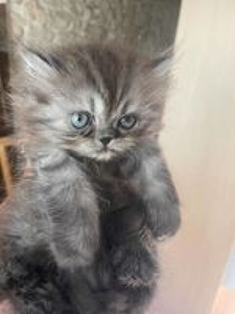   Chatons Persan 