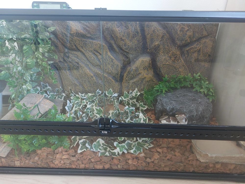   Serpent avec terrarium et équipements 