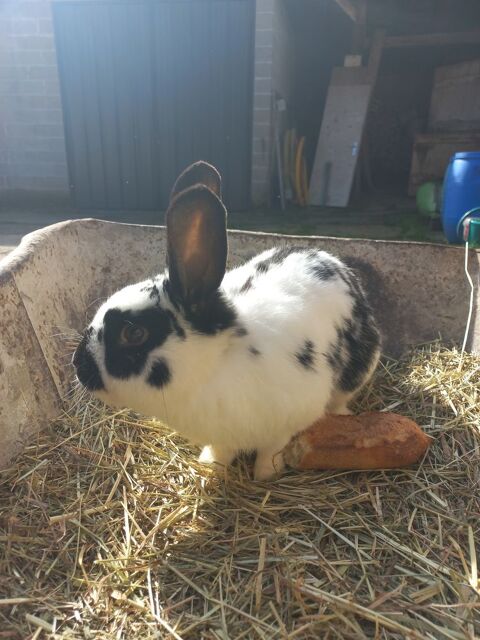 Jeune lapin fermier m&acirc;le de 1 an 40 67580 Forstheim