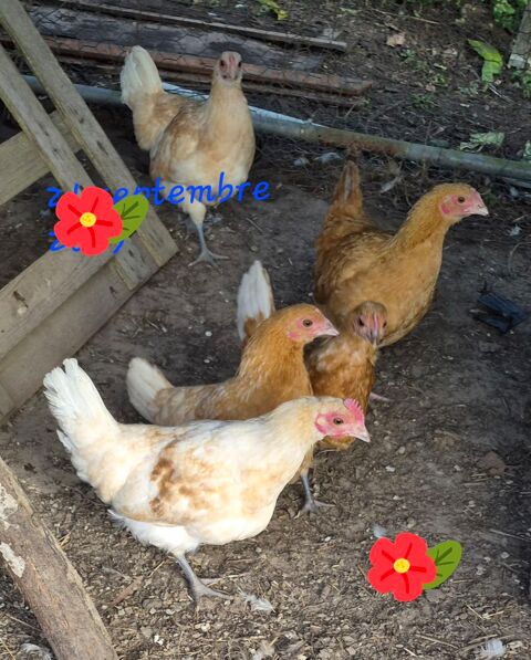 poulet 10 72440 Bouloire