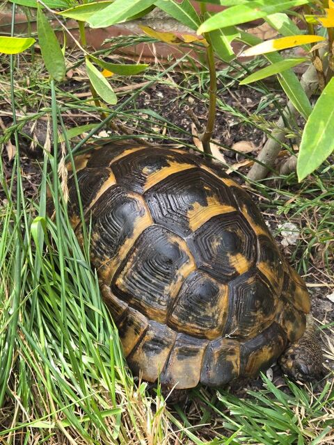 Rech tortue ibera adulte sur la région parisienne 77 200 93380 Pierrefitte-sur-seine