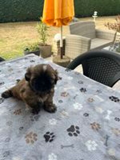   Magnifique chiot SHIH TZU  