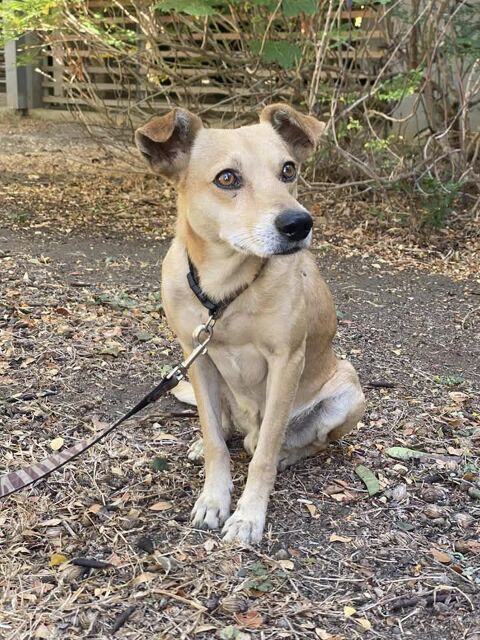 DUCKY SE TROUVE DANS UN REFUGE A LA REUNION 0 75018 Paris