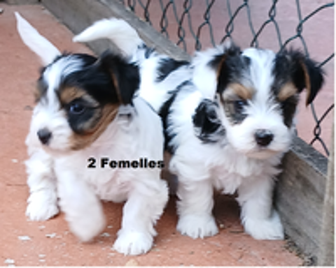   Biewer tricolores chiots 1M:5F 
